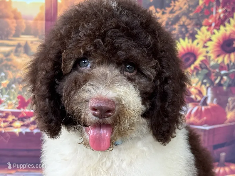 Brownie   – Cockapoo puppy for sale in Ruskin, FL