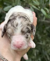 Truffle. “ regular size” chocolate Merle, a male Cockapoo for sale in Tampa, FL – 3 of 10