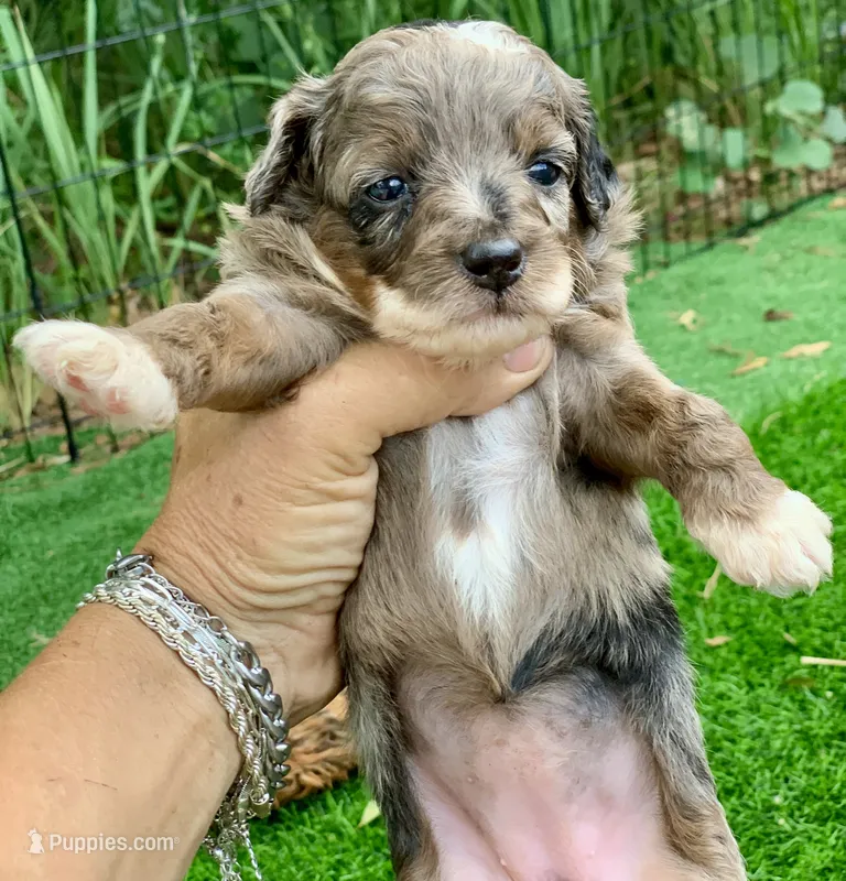 Zara – Miniature Aussiedoodle puppy for sale in Tampa, FL