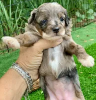 Zara  parents health tested., a female Miniature Aussiedoodle for sale in Tampa, FL – 1 of 10