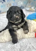 Marble, a male Chow Chow for sale in Tampa, FL – 1 of 4