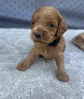 Black F1, a male Cockapoo for sale in Sun City Center, FL – 8 of 9