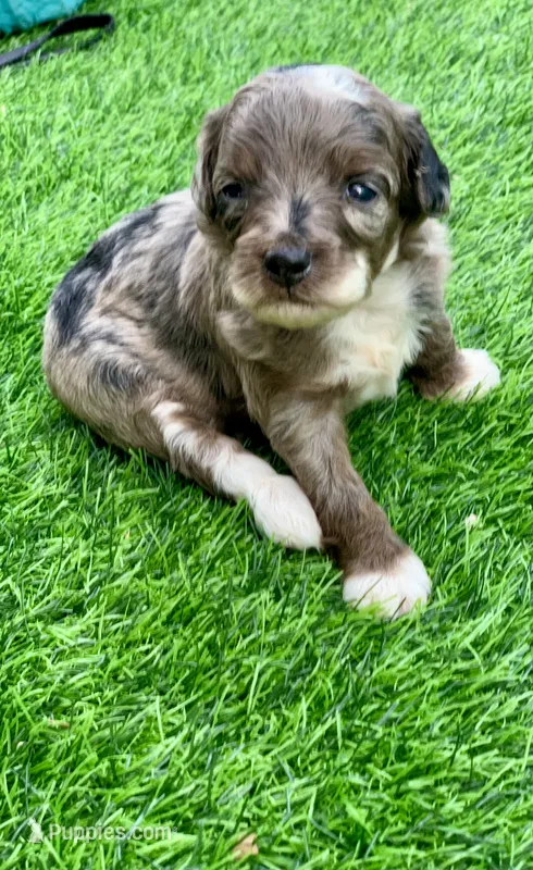 Zara – Miniature Aussiedoodle puppy for sale in Tampa, FL