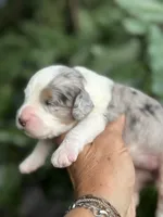 Skye  F1b, a female Miniature Aussiedoodle for sale in Tampa, FL – 9 of 10