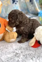 Teddy the Chowdoodle, a male Chow Chow for sale in Tampa, FL – 2 of 3