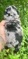 Morkie poo Blue Merle  , a female Poodle - Toy  and Morkie for sale in Tampa, FL – 4 of 4