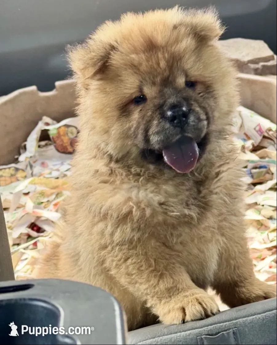 Xuan , a male Chow Chow for sale in Ruskin, FL – 1 of 8
