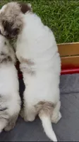 Hazel. chocolate Merle parti, a female Cockapoo for sale in Ruskin, FL – 4 of 10