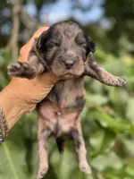 Camo  mini Chowdoodle from DoDo parents , a male Chow Chow and Poodle - Miniature  for sale in Tampa, FL – 5 of 8