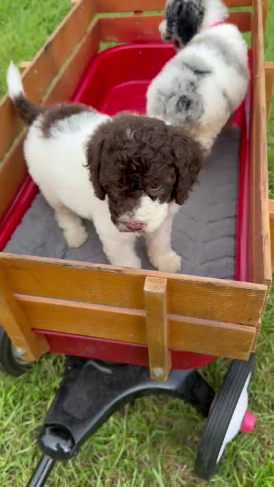 Brownie  , a male Cockapoo for sale in Ruskin, FL – 4 of 10