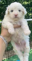 Leo tiny Chowdoodle, a male Chow Chow for sale in Tampa, FL – 1 of 1