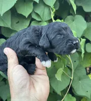 Smokey  “regular size”, a male Cockapoo for sale in Tampa, FL – 5 of 8