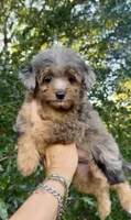 Jane, a female Miniature Aussiedoodle for sale in Tampa, FL – 1 of 10