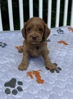 Black F1, a male Cockapoo for sale in Sun City Center, FL – 2 of 9