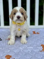 Yellow, a female Cockapoo for sale in Sun City Center, FL – 1 of 9