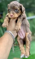 Mocha.  Parents health tested, a female Miniature Aussiedoodle for sale in Tampa, FL – 4 of 10