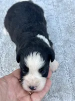 Tania, a female Miniature Aussiedoodle for sale in Ruskin, FL – 3 of 5