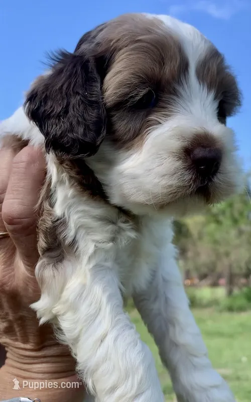 Chocolate Merle – Cockapoo puppy for sale in Tampa, FL