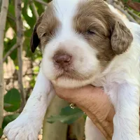 Chocolate Merle, a male Cockapoo for sale in Tampa, FL – Photo 1 of 7