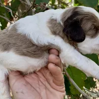 Chocolate Merle, a male Cockapoo for sale in Tampa, FL – Photo 3 of 7