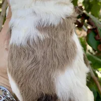 Chocolate Merle, a male Cockapoo for sale in Tampa, FL – Photo 5 of 7