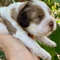 Chocolate Merle, a male Cockapoo for sale in Tampa, FL – Photo 2 of 7