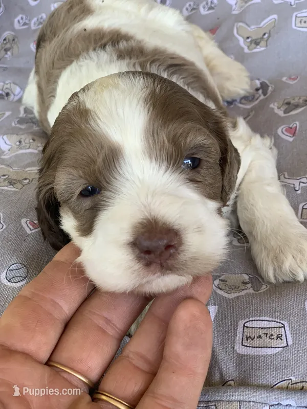 Chocolate Merle – Cockapoo puppy for sale in Tampa, FL