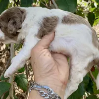 Chocolate Merle, a male Cockapoo for sale in Tampa, FL – Photo 4 of 7