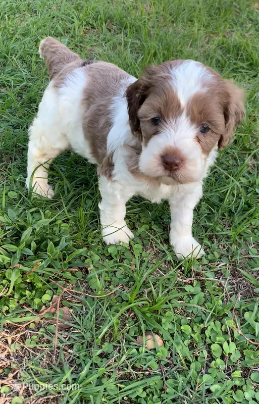 Chocolate Merle – Cockapoo puppy for sale in Tampa, FL