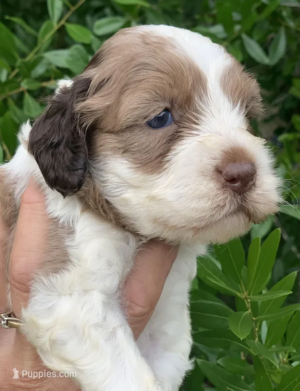 Chocolate Merle – Cockapoo puppy for sale in Tampa, FL