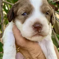 Chocolate Merle, a male Cockapoo for sale in Tampa, FL – Photo 7 of 7