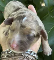 Maple Chocolate Merle, a male Cockapoo for sale in Tampa, FL – 4 of 8