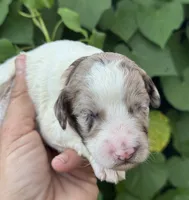 Hazel. “ regular size” chocolate Merle, a female Cockapoo for sale in Tampa, FL – 4 of 10