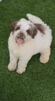Hershey, a female Chow Chow and Poodle - Miniature  for sale in Tampa, FL – 6 of 10
