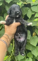 Smokey  “regular size”, a male Cockapoo for sale in Sun City Center, FL – 4 of 10