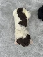 Brownie  “ regular size “, a male Cockapoo for sale in Tampa, FL – 8 of 9