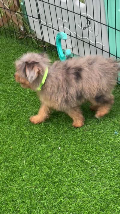 Nova, a female Miniature Aussiedoodle for sale in Tampa, FL – 8 of 9