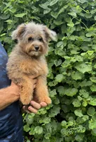 Nova F1 , a female Miniature Aussiedoodle for sale in Sun City Center, FL – 3 of 4