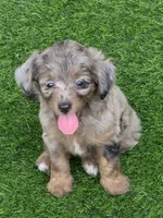 Nova, a female Miniature Aussiedoodle for sale in Tampa, FL – 6 of 10