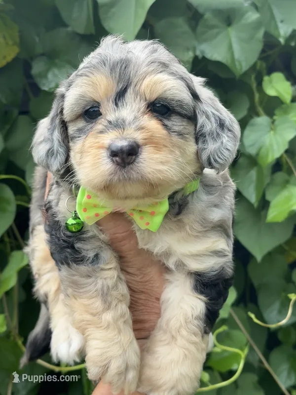 Ruby F1b – Miniature Aussiedoodle puppy for sale in Tampa, FL