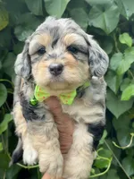 Ruby F1b, a female Miniature Aussiedoodle for sale in Sun City Center, FL – 1 of 10