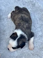 Willie, a female Miniature Aussiedoodle for sale in Ruskin, FL – 2 of 5