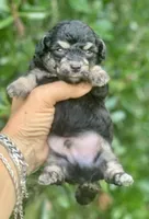 Tiny Morkiepoo , a male Poodle - Toy  and Morkie for sale in Tampa, FL – 3 of 7