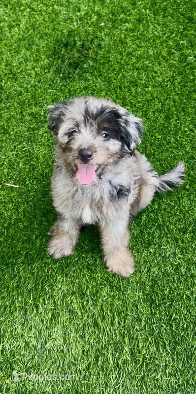 Tyson – Miniature Aussiedoodle puppy for sale in Tampa, FL