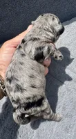 Topaz F1b , a female Miniature Aussiedoodle for sale in Tampa, FL – 3 of 6
