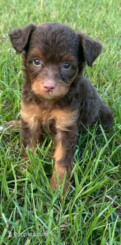 Mocha.  Parents health tested – Miniature Aussiedoodle puppy for sale in Tampa, FL