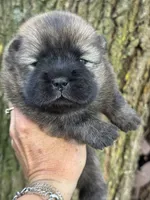 Yuki, a female Chow Chow for sale in Ruskin, FL – 3 of 4