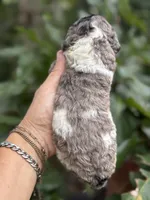 Tania, a female Cockapoo for sale in Ruskin, FL – 4 of 5