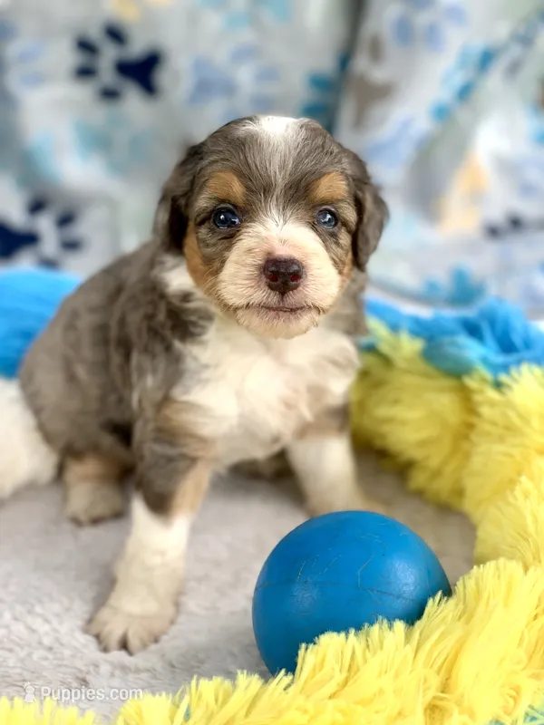 Indigo parents health tested – Miniature Aussiedoodle puppy for sale in Tampa, FL