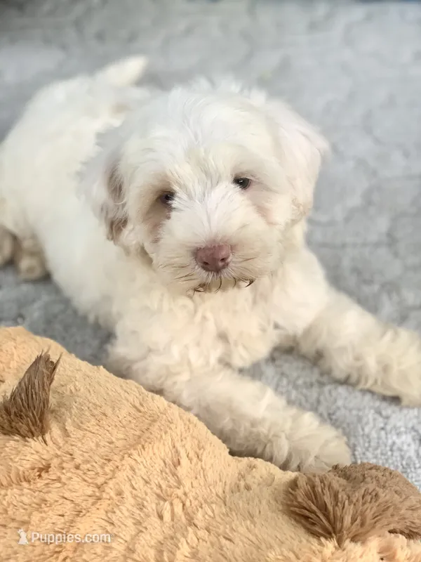 Snow one blue and one green  eye  – Chow Chow, Poodle - Miniature  puppy for sale in Tampa, FL